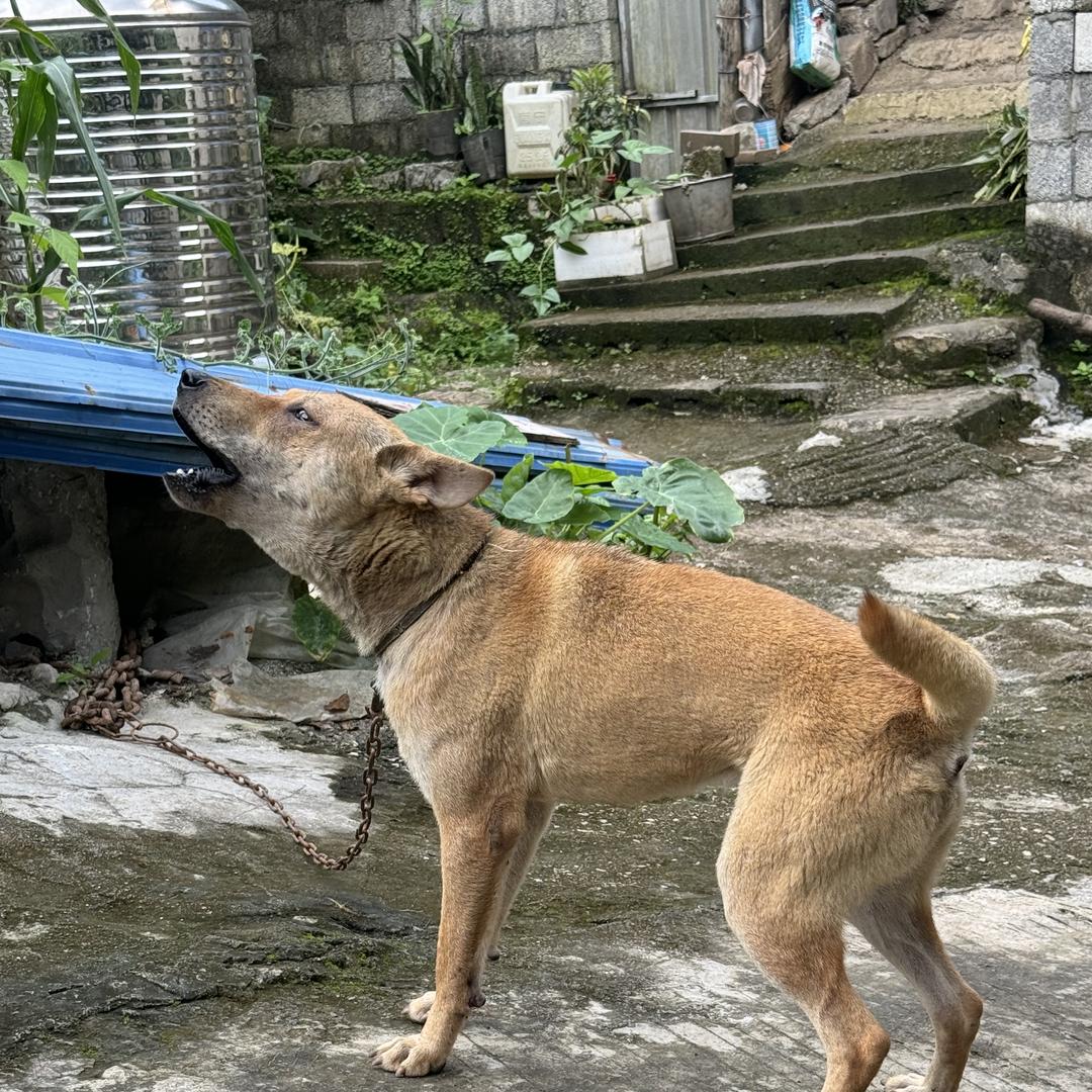 老兵猎犬