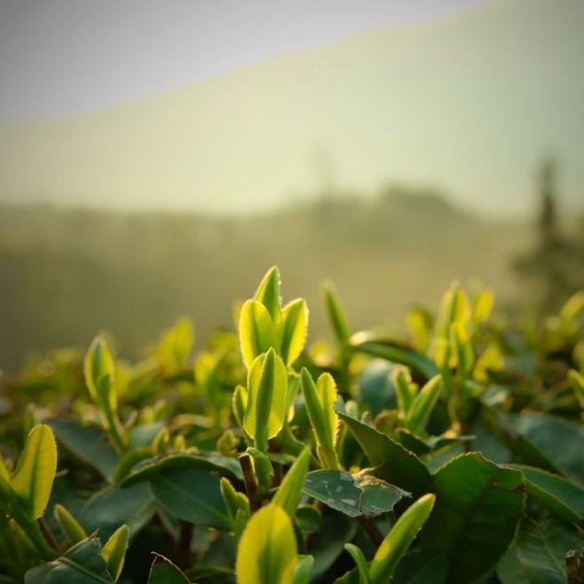 秦丝官方旗舰店