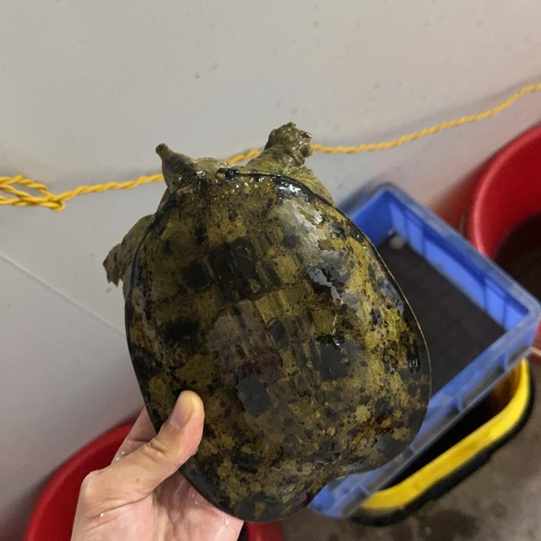 溪流勇者