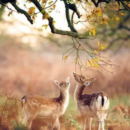 伈悦君兮君不知