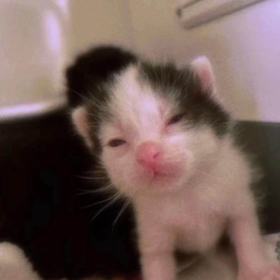 不吃脆脆鲨🦈（姐夫 抖音限定版）