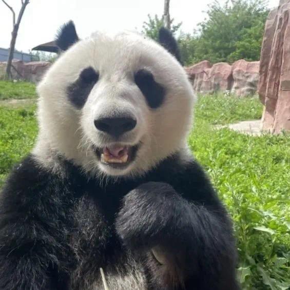 团子十一点睡