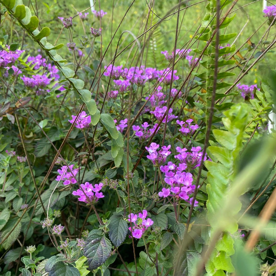 ✨我在这里等你
