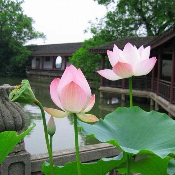 小何才露尖尖角