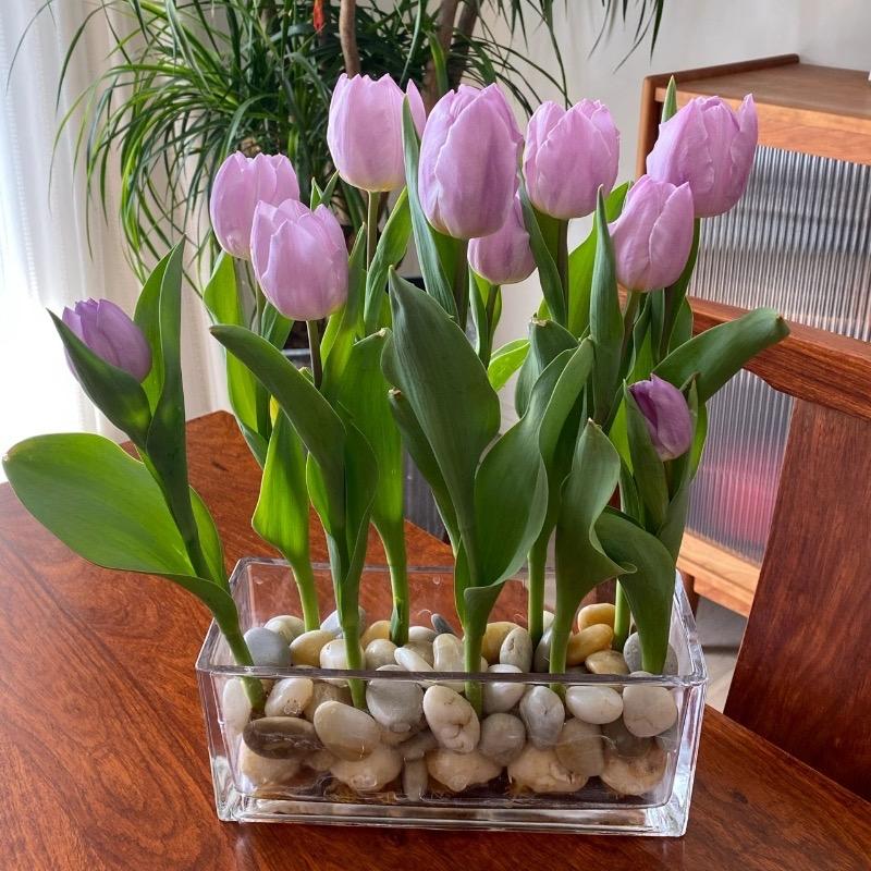 梦之熙园艺企业店