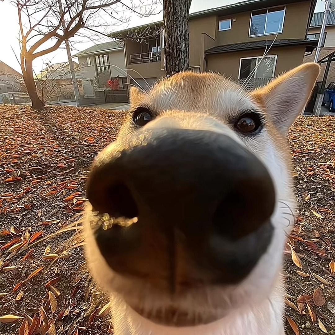 小卤蛋摆摊记🥛