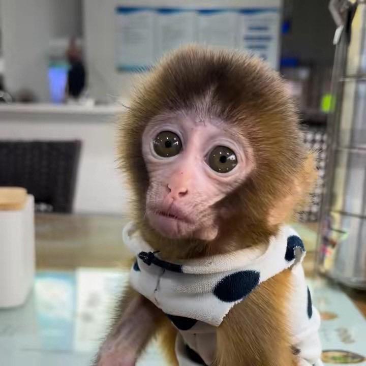 猴奶爸🐵