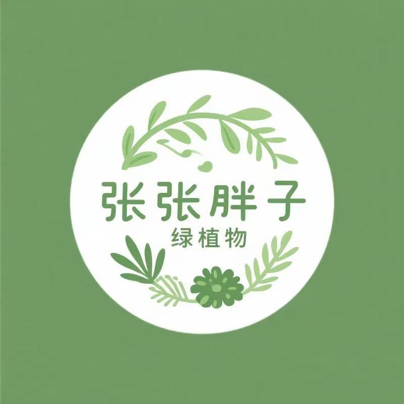 张胖子原生高飘老桩三角梅