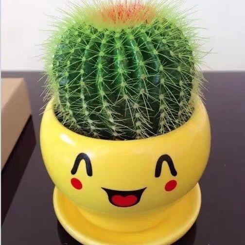 燕子