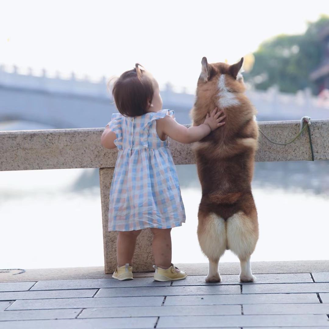 万事屋柯基犬舍