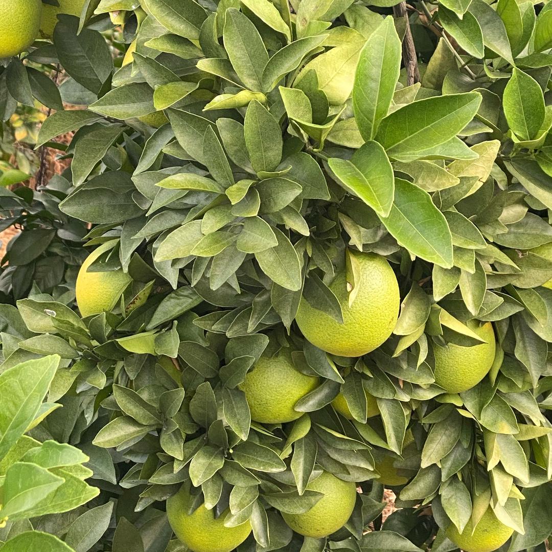 橙心🧡橙意赣南脐橙