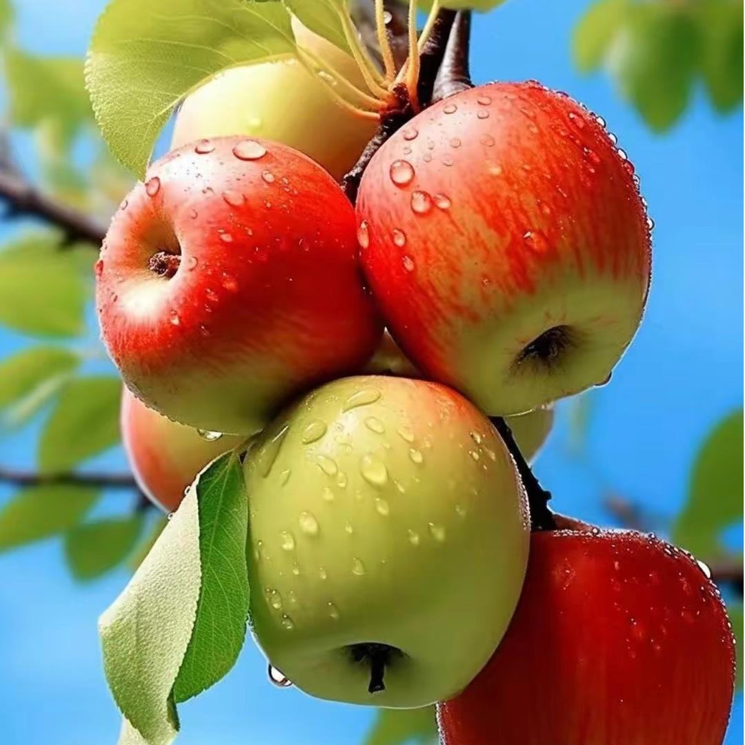 安舒🍎