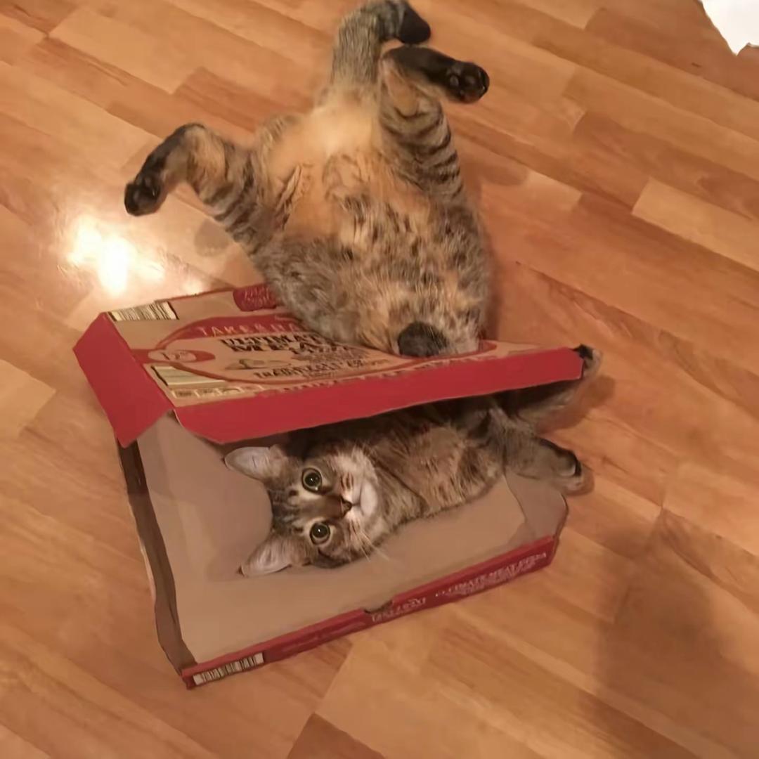 小猫的好奇