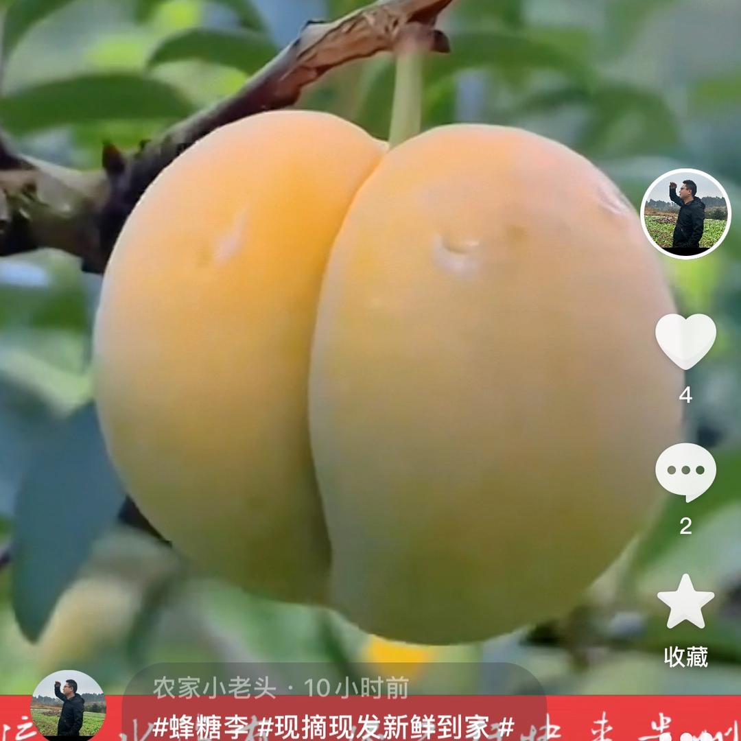 小施蔬果园