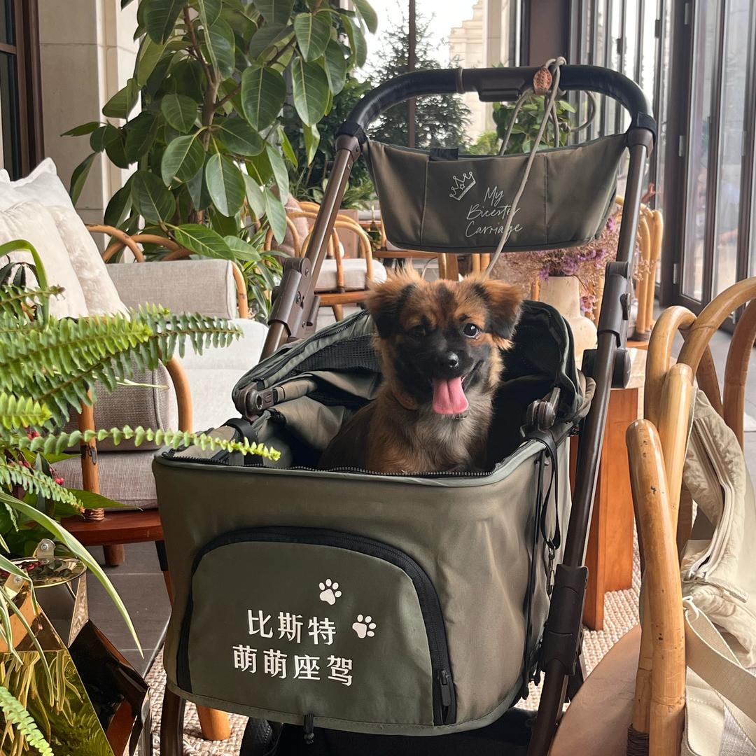 小毛毛吃奶油🥕