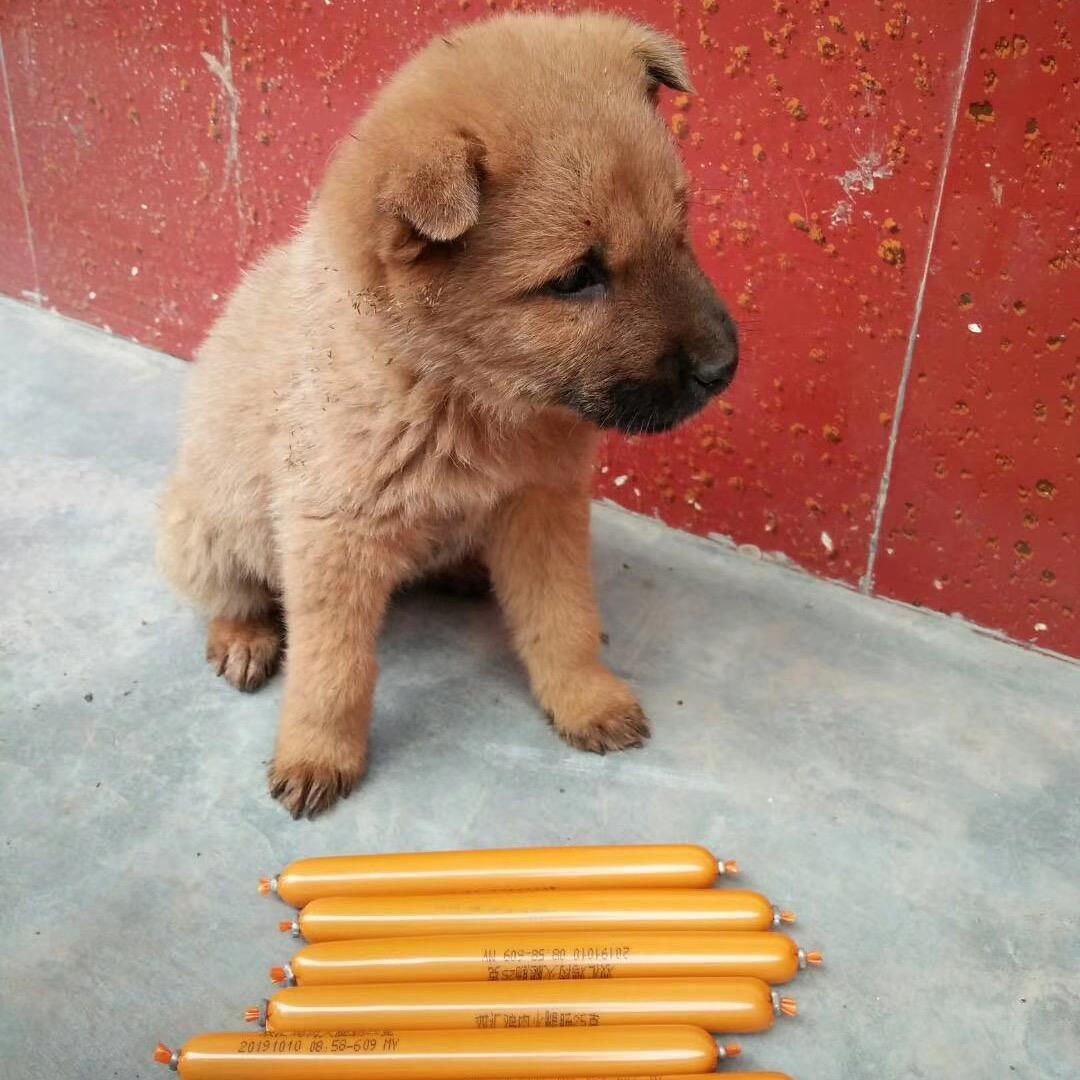 小譚同学