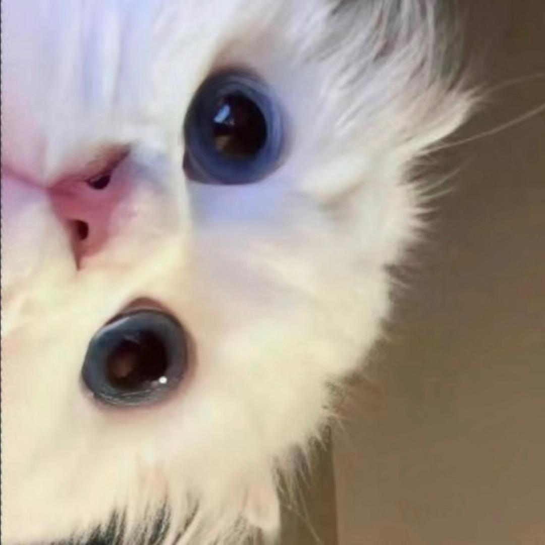 小coco