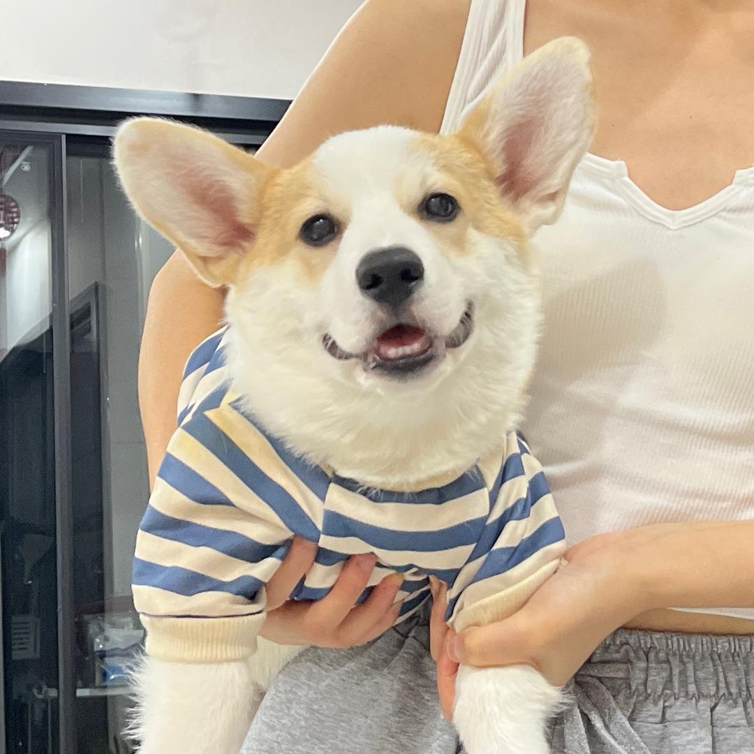 滑板狗口哨