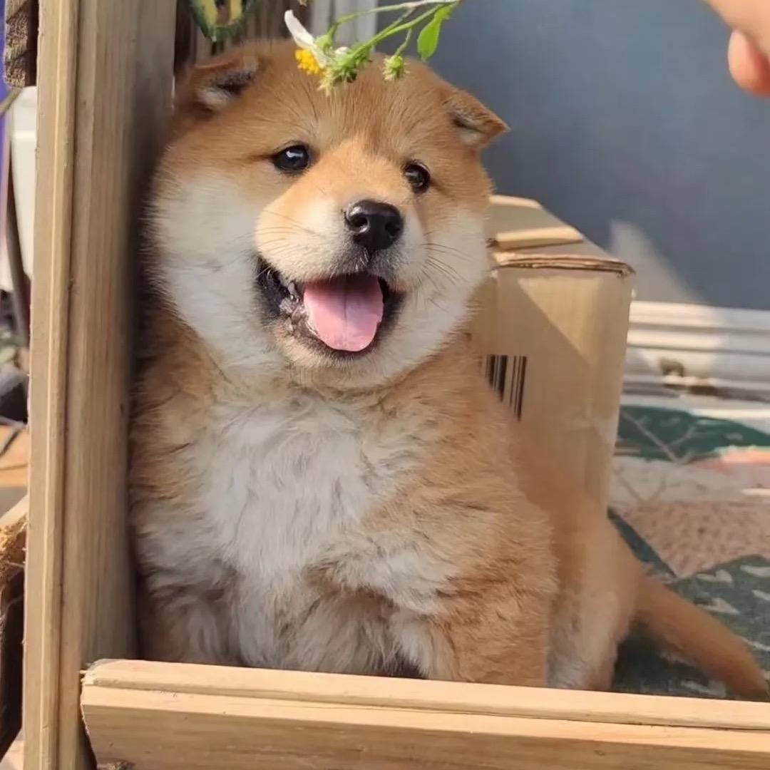 山间田园犬