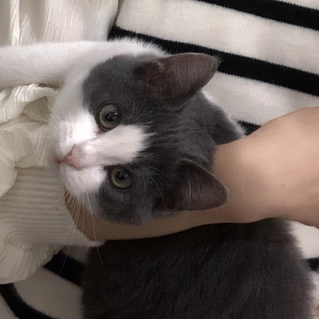 小懒猫