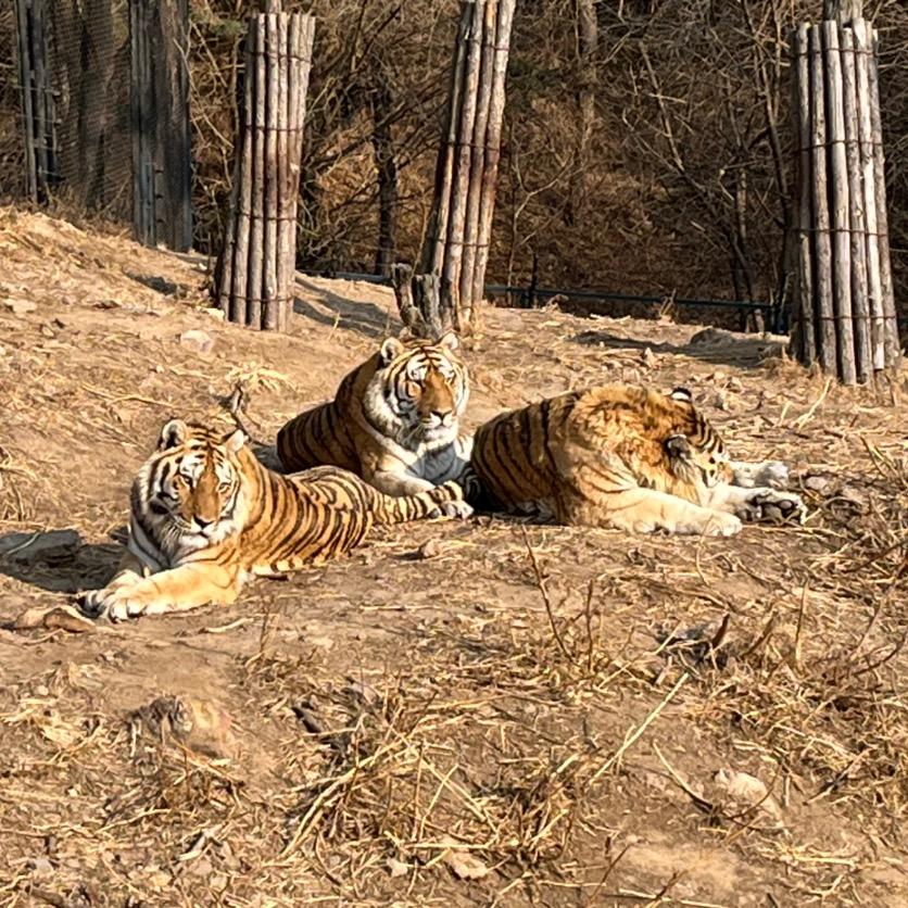 山君是🐯