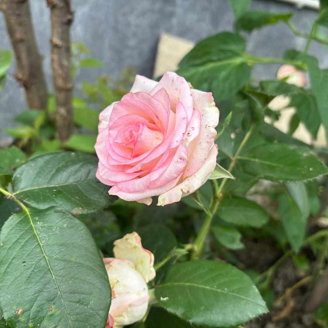 小小阳