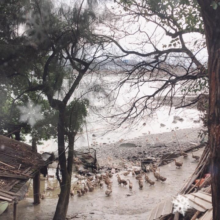 罗源本地海鸭蛋