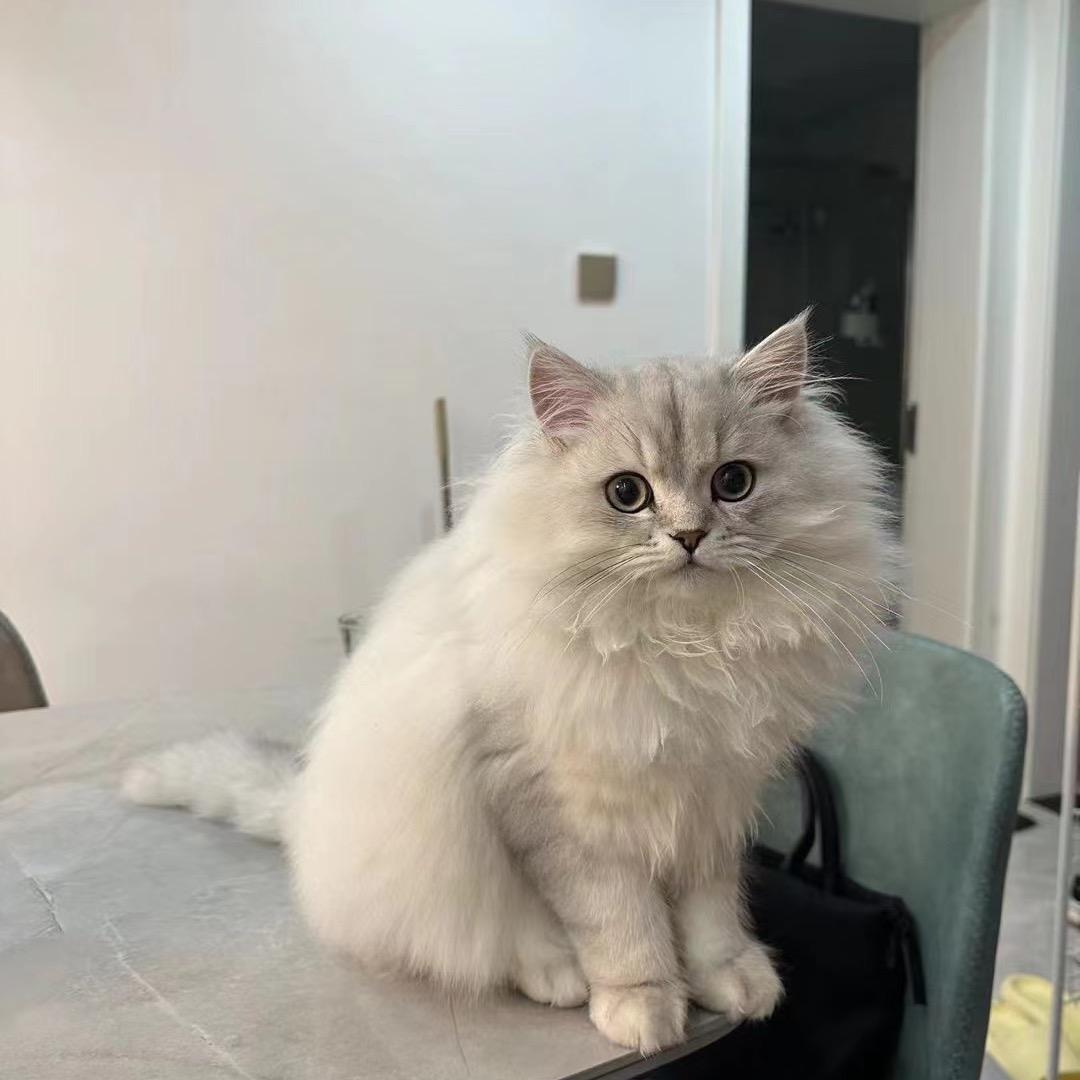 小复古🐰
