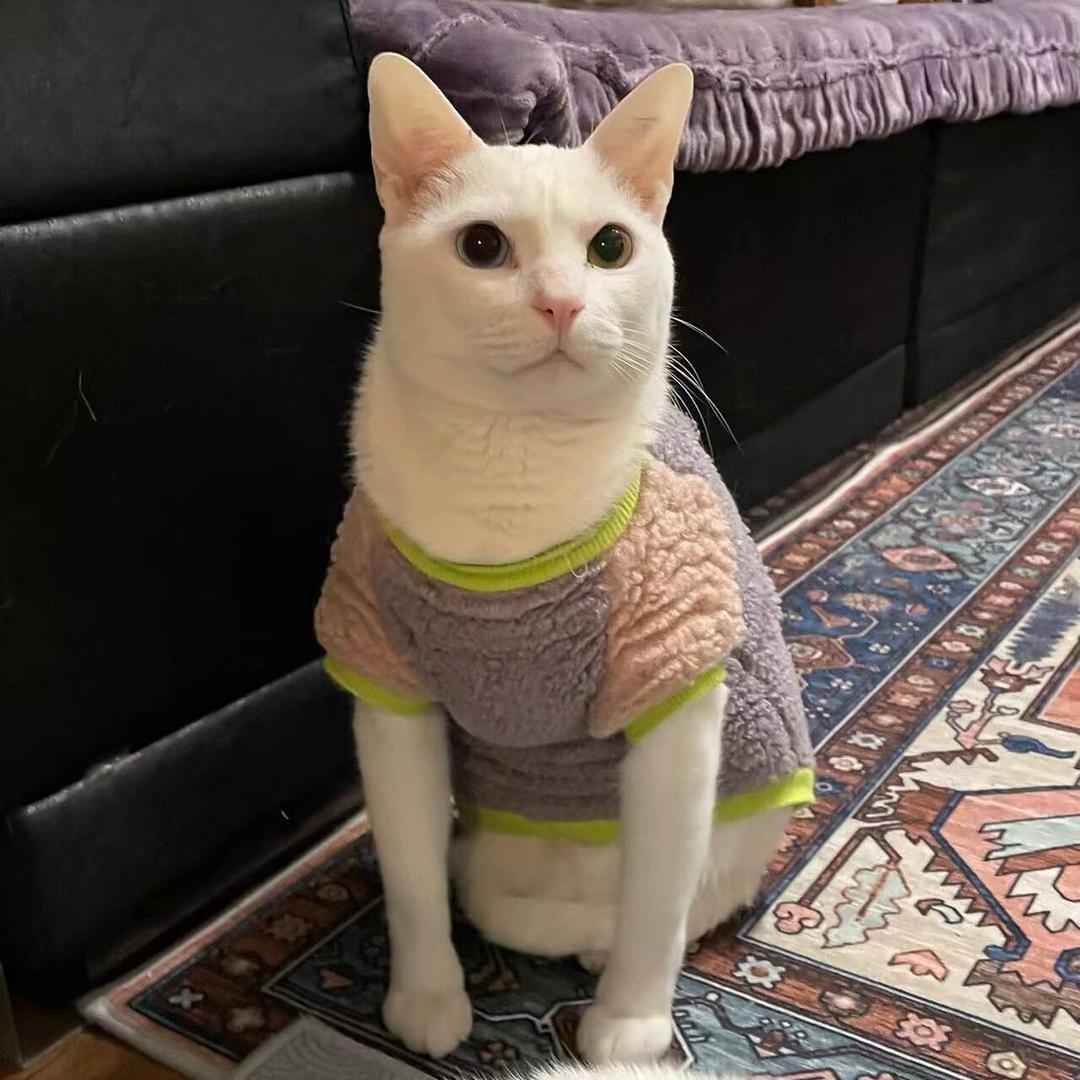 不是猫猫侠