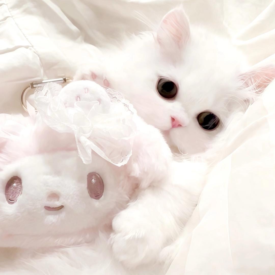 累累的小开心🐾