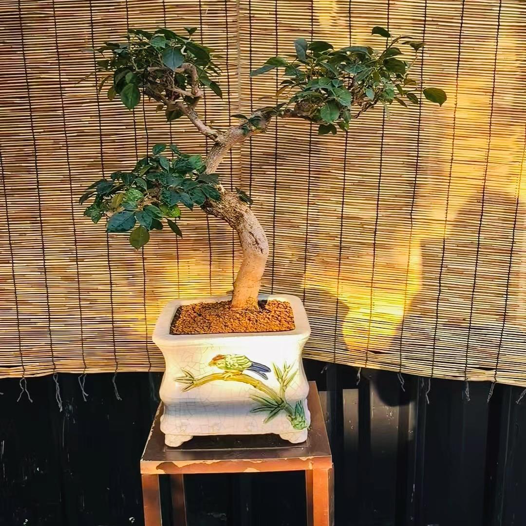 金盆子木