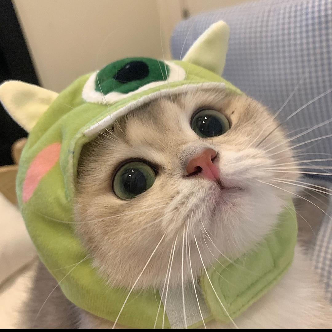 兔免大文🐰
