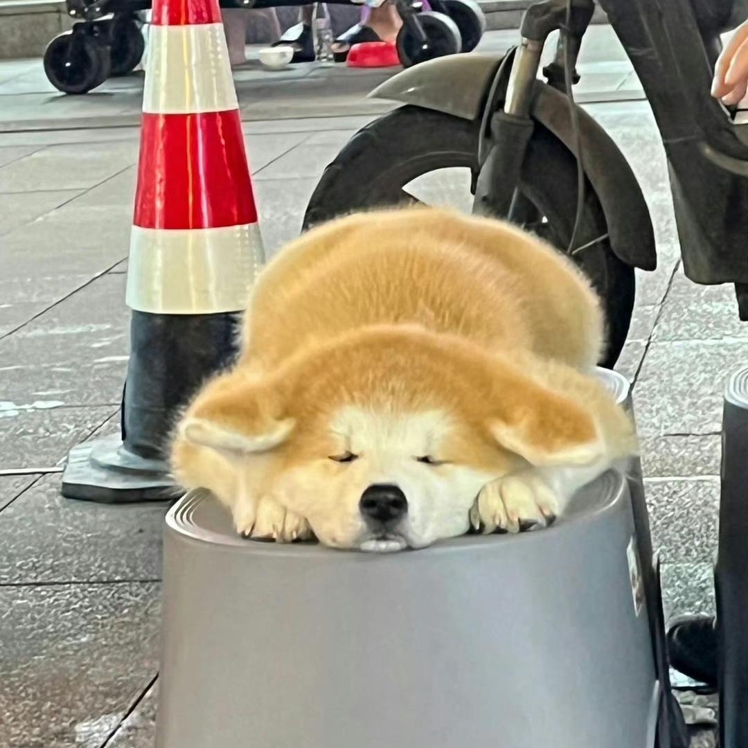 小狗也会有烦恼