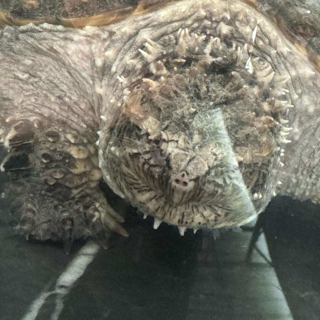 佛鳄名🐢养殖