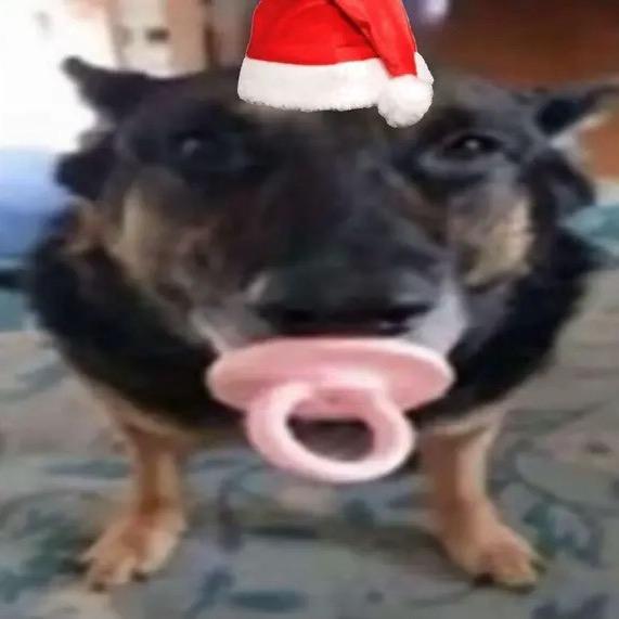 浣熊在垃圾桶尖叫🦝