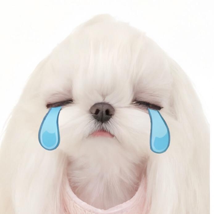 玥玥家马尔济斯