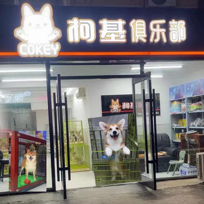 柯基俱乐部