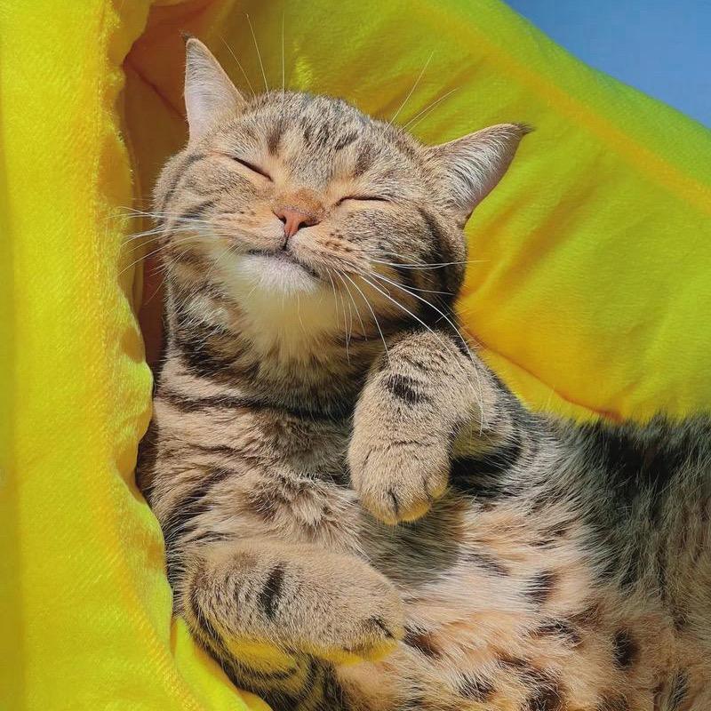 懒猫不懒