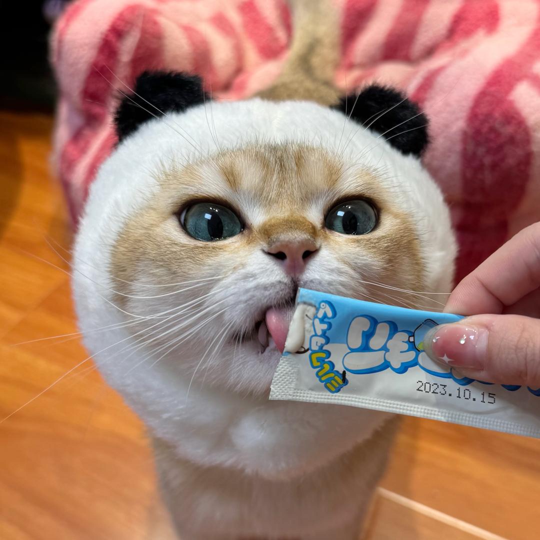 胖虎是只金渐层