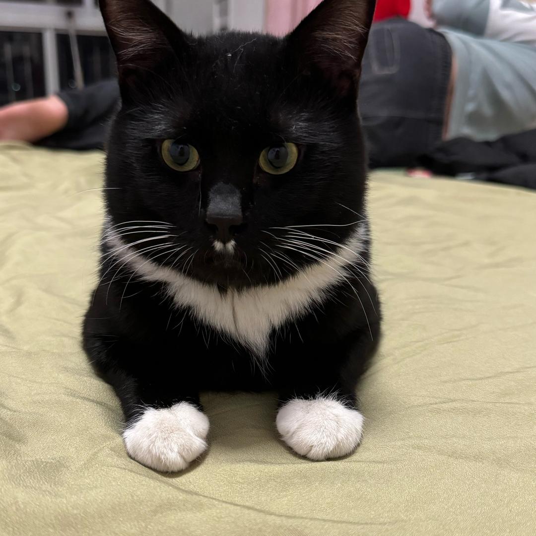 家有七猫🐱