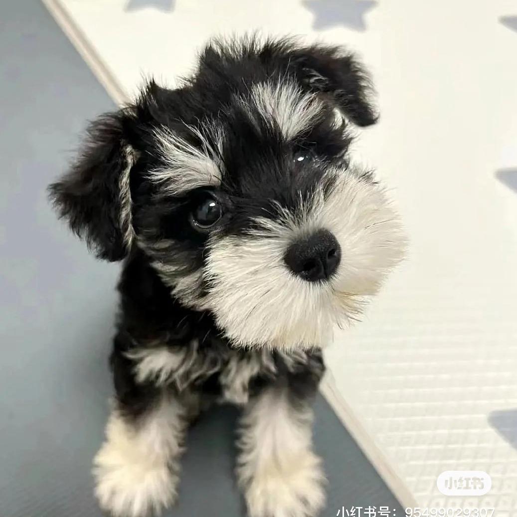 小邵买狗（小吴）