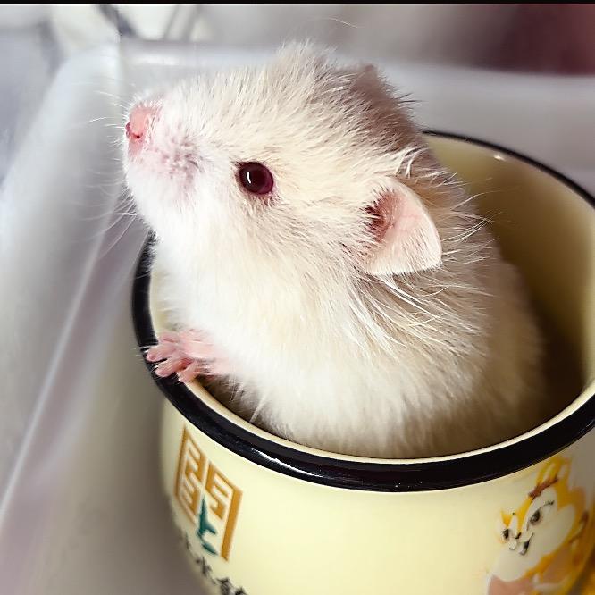 🐹云养熊小屋🛖