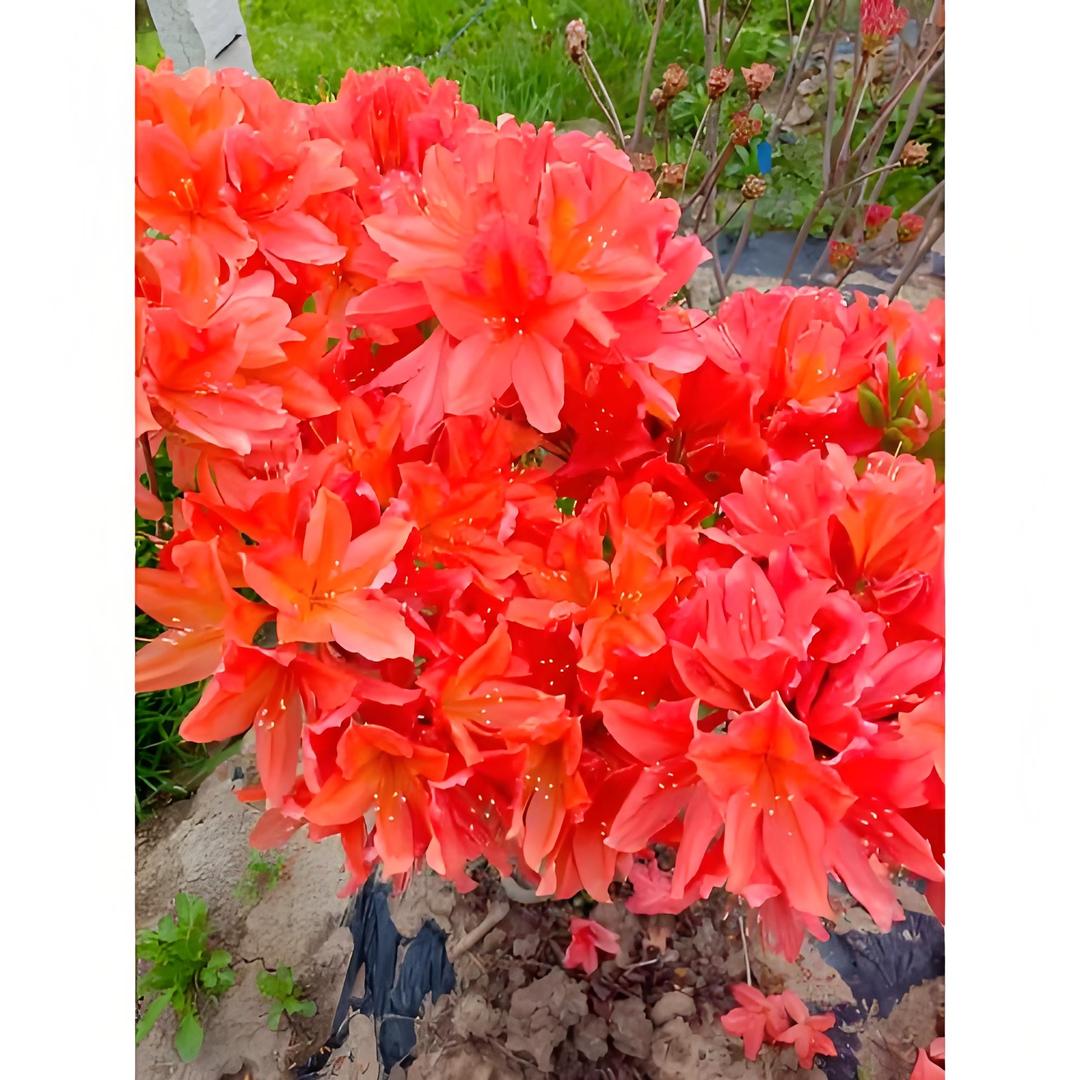 映山红各种花色批发