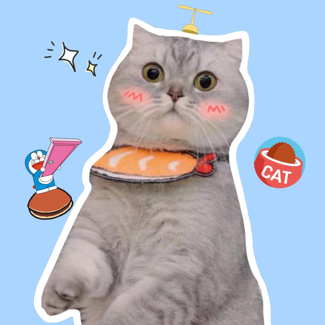 欢欢是只喵🐱