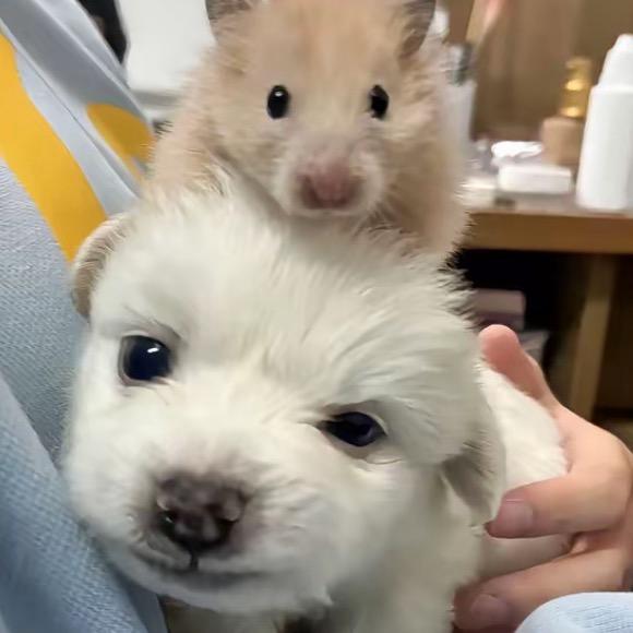 萧枭