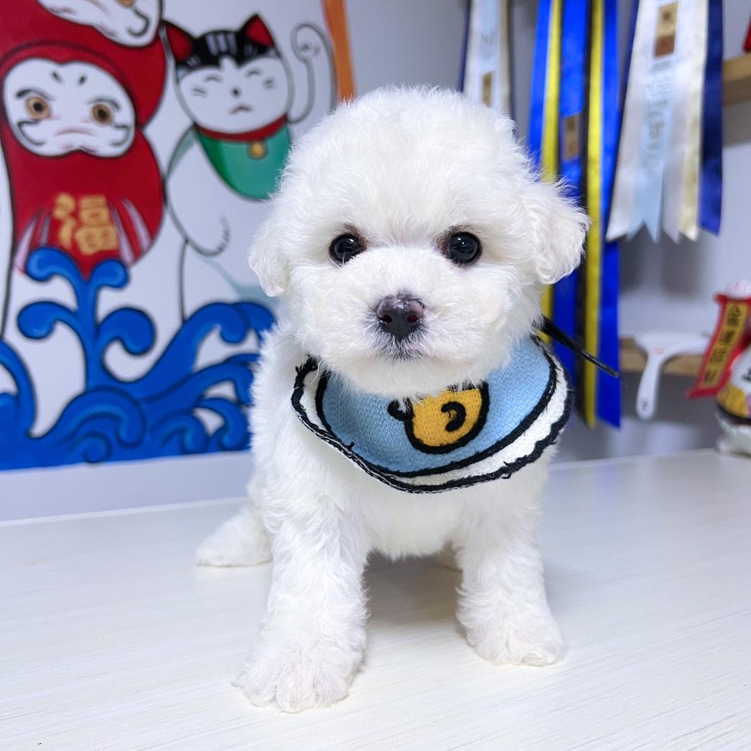 六安市裕安区兜宠宠物有限公司