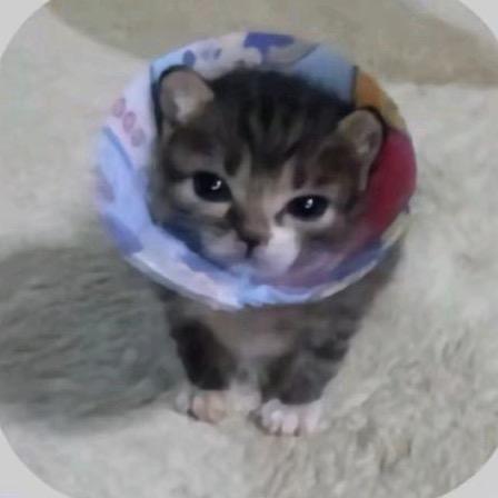 𝒔𝒄𝒊𝒓𝒐𝒄𝒄𝒐