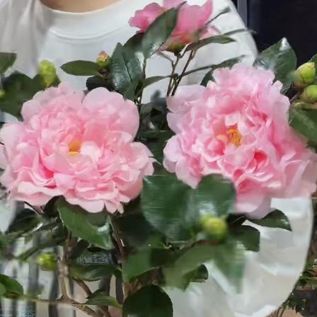 ༄小清