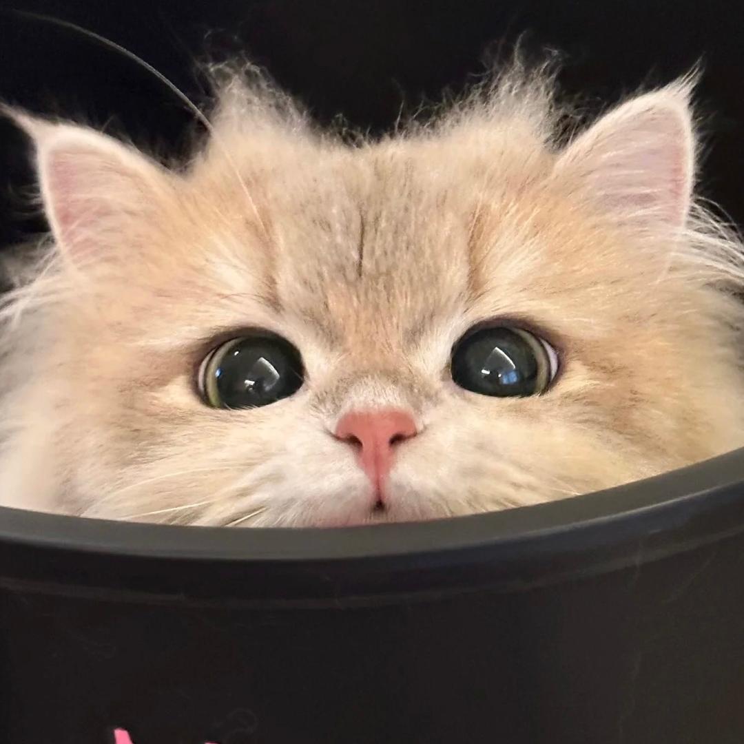 聚星集·闪闪小猫