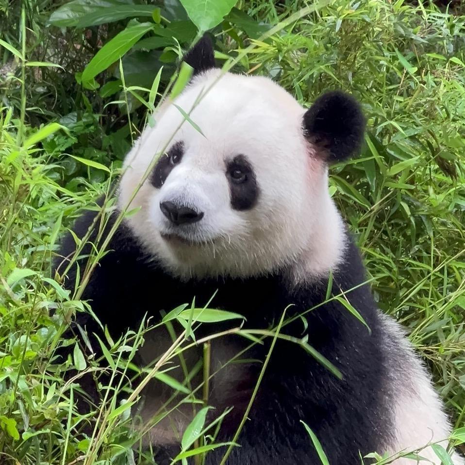 ttt🍑🐼🐘